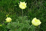 81 Qualche rara pulsatilla sulfurea